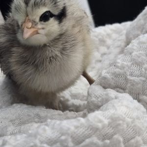 Meet your Posher, Santiago